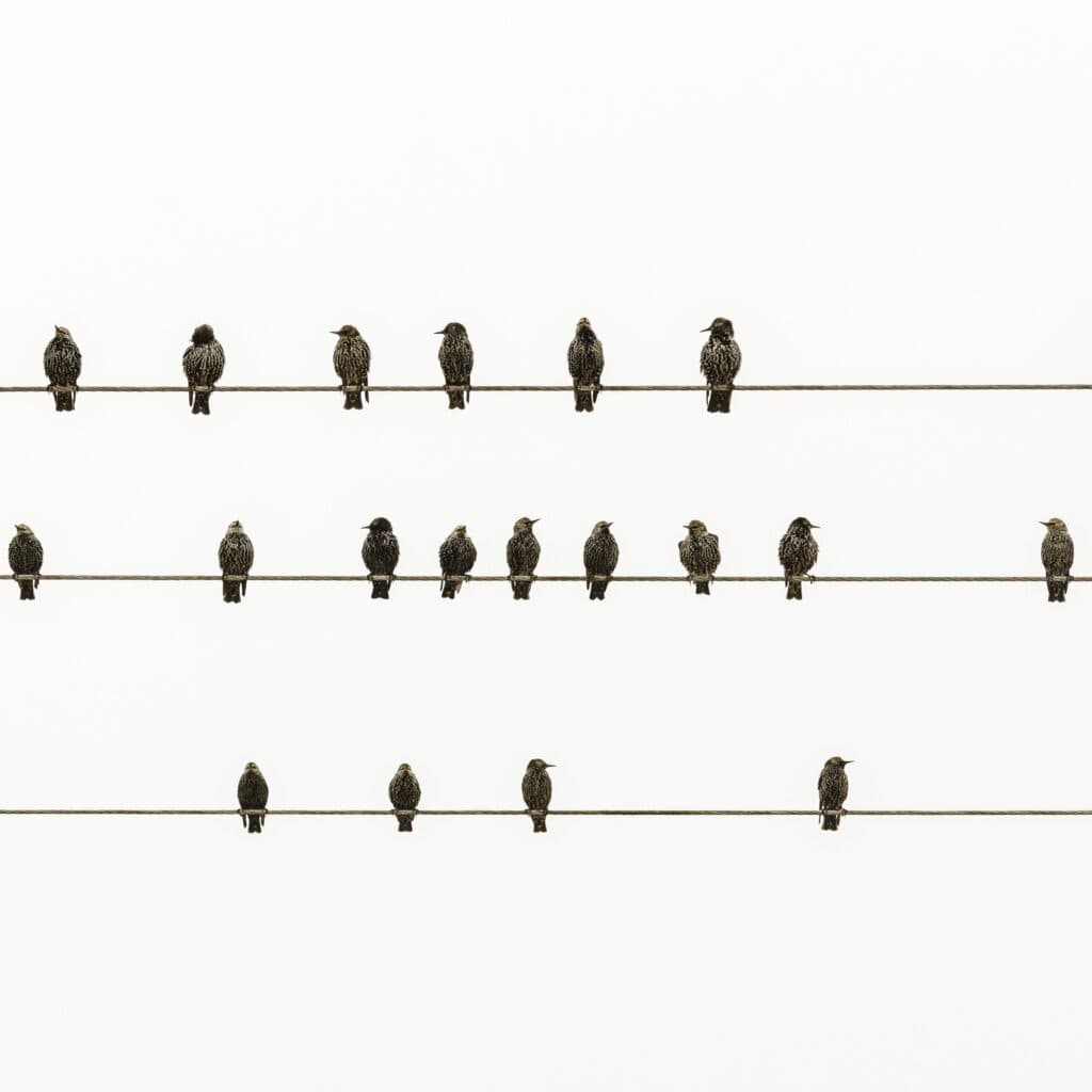 Starar på en ledning