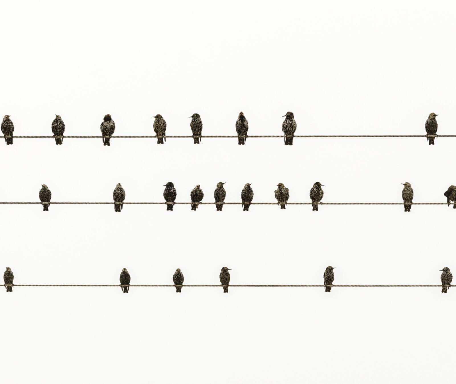 Starar på en ledning