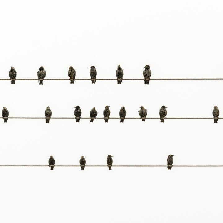 Starar på en ledning