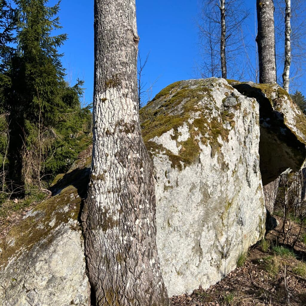 Träd och sten
