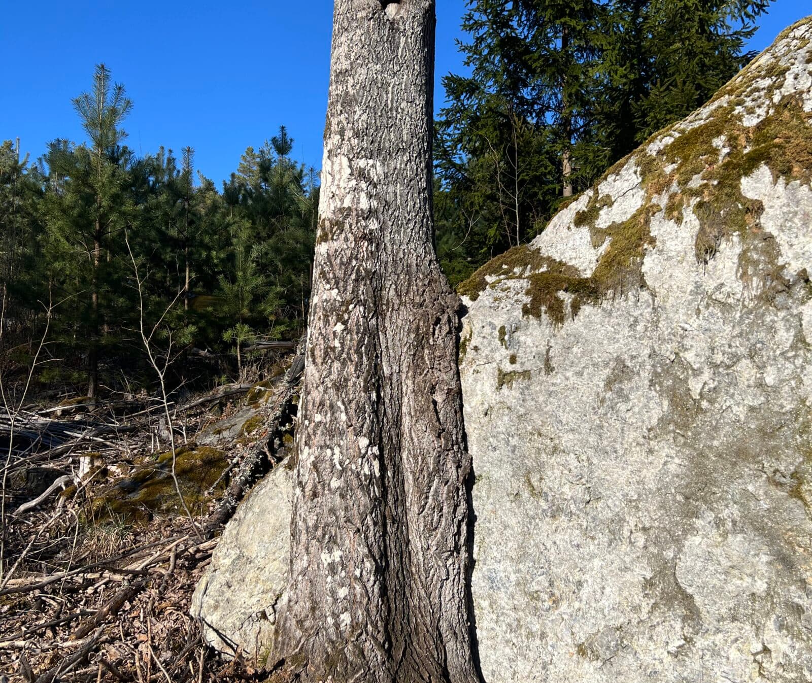 Träd som växer med sten