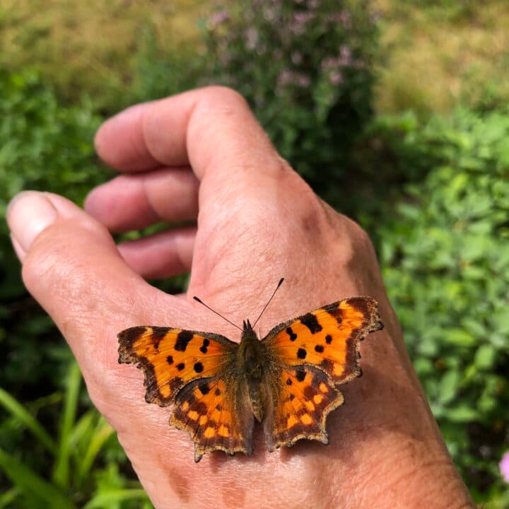 Fjäril på hand