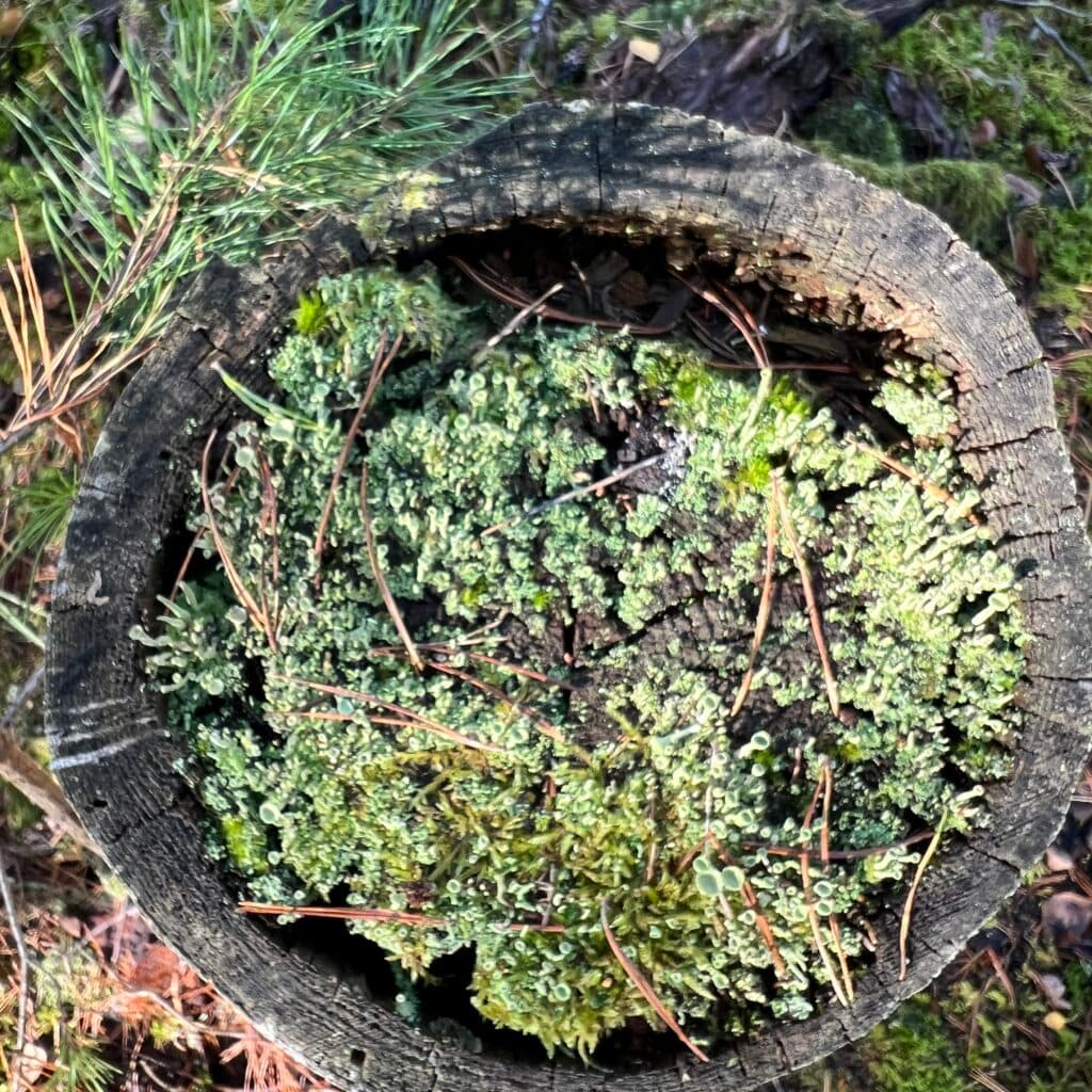 Gammal stubbe