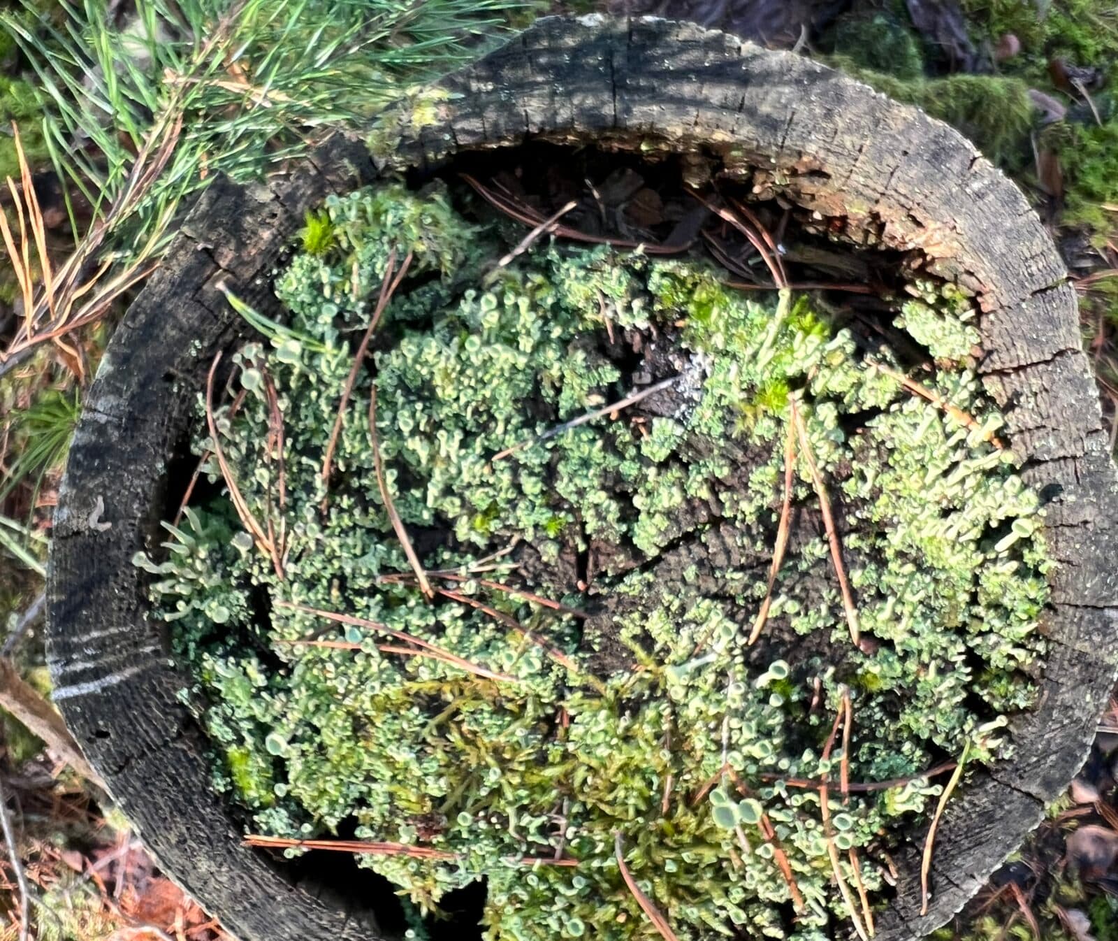 Gammal stubbe